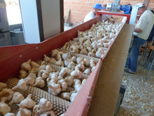 Laden Sie das Bild in den Galerie-Viewer, Erme Bürstentisch BR500